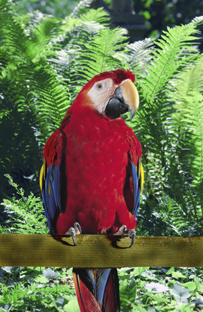 Red Parrot A131