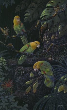 NPI-983-YellowHeadedAmazonParrots