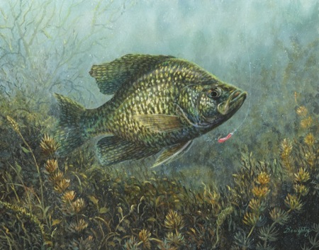 NPI-999-Black Crappie