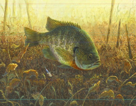 NPI-19000-Bluegill