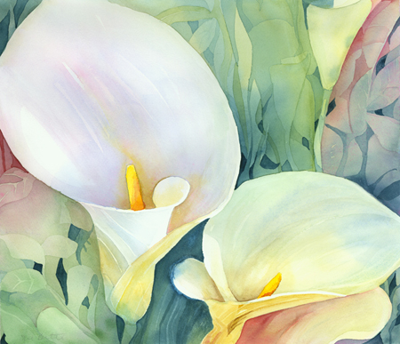 Brigets Arum Lily