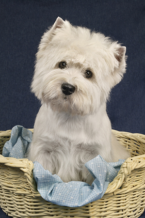 West Highland Terrier DP307