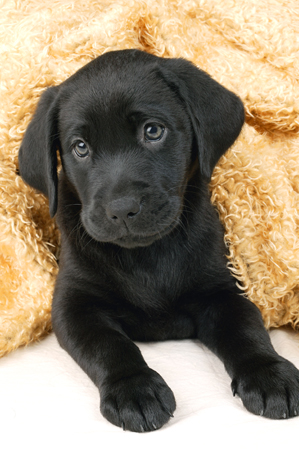 Black Labrador DP279