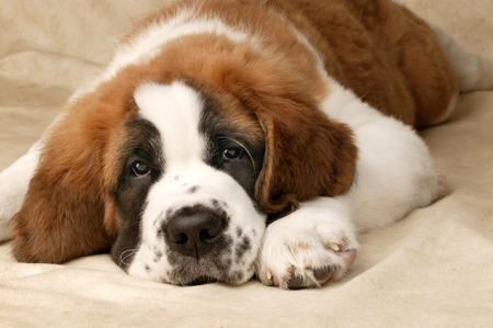 St.Bernard DP322