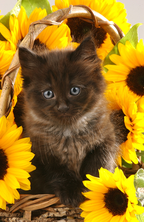 Cat and Sunflowers CK143