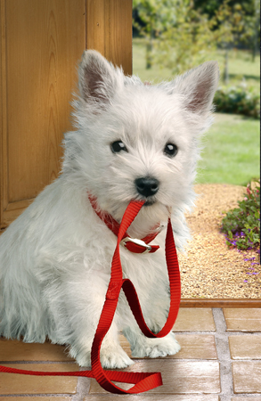 West Highland Terrier and Leash DP167