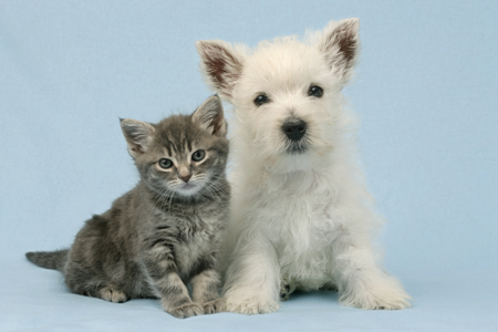 Cat and Dog DP474