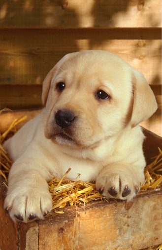 Golden Retriever Pup a290