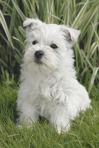 White Terrier dp207