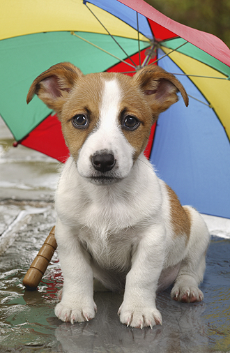 Jack Russel Pup and Umbrella DP209