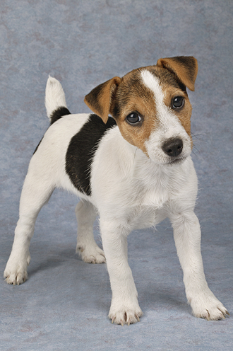 Jack Russel Pup dp319