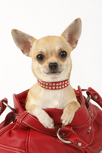 Chihuahua in handbag DP503