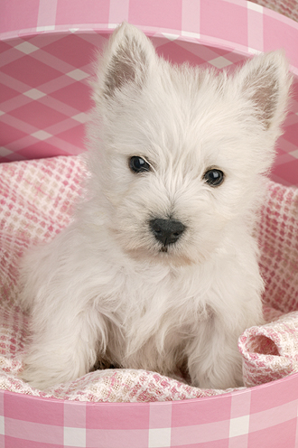 White Terrier Pup on Pink blanket dp337