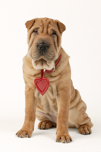 Shar Pei dp340