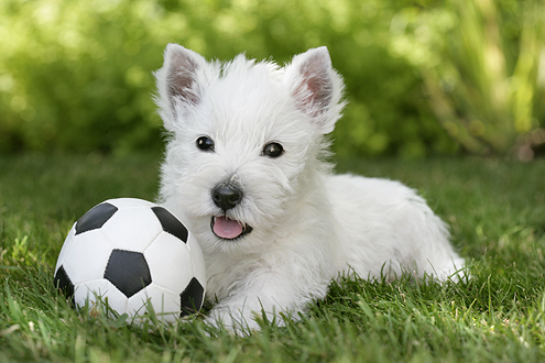 White Terrier and Football dp362