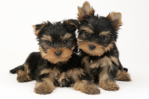 Yorkshire Terrier Pups DP507