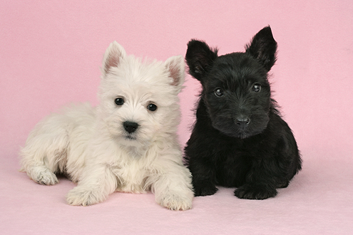 White and Black Terriers dp375