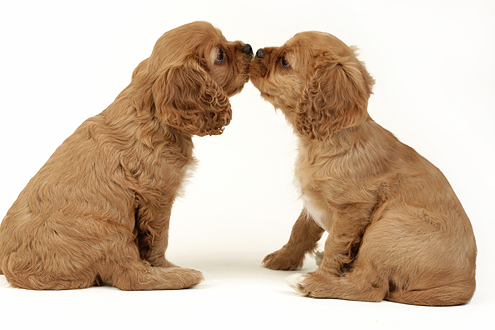 Two Spaniel Pups dp397