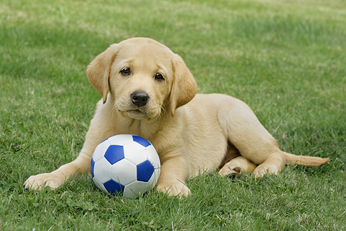 Golden Retriever Pup and Football dp407