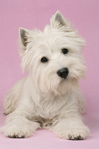 White Terrier on Pink background DP461