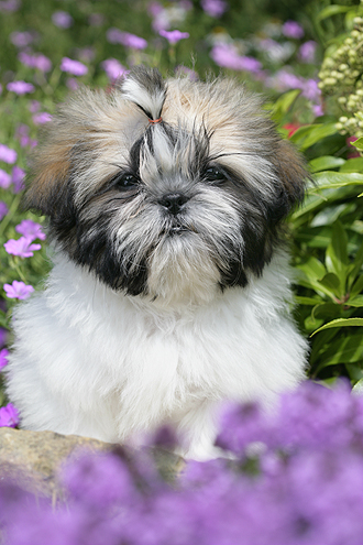 Shih Tzu DP473