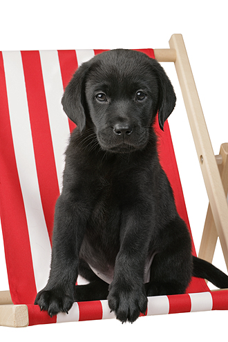 Black Labrador Pup DP476