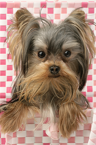 Yorkshire Terrier Pup DP480