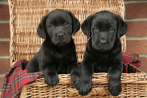 Two Black Labradors in basket DP484