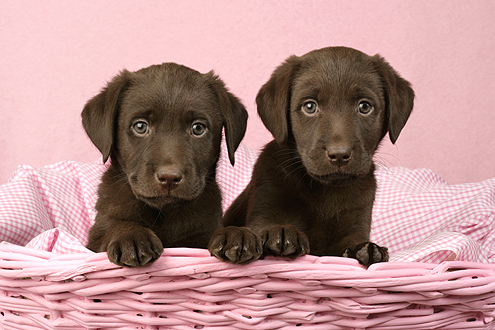 Two Brown Labradors in pink basket DP485