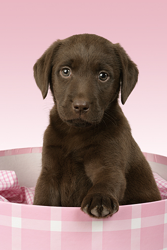 Brown Labrador Pup in pink bed DP486