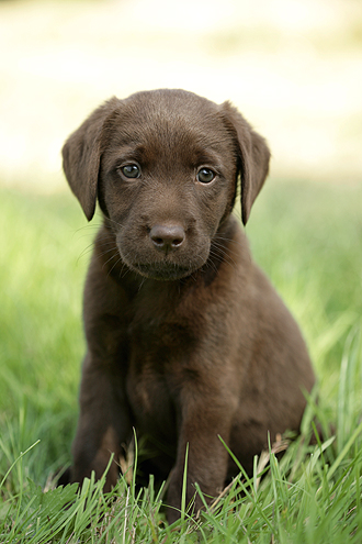 Brown Labrador Pup on grass DP487