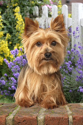 Yorkshire Terrier DP499