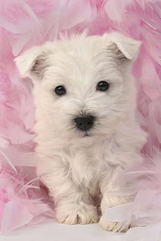 White Terrier Pup on pink feathers DP501