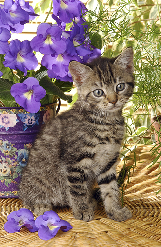 Kitten and Flowers ck103