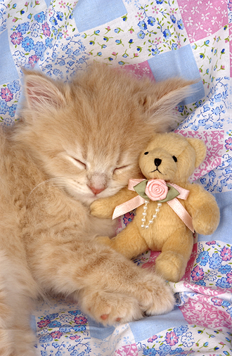 Kitten and Teddy ck109