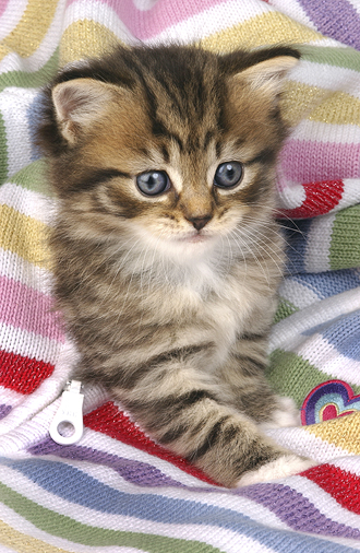 Kitten on Stripey Jumper ck116