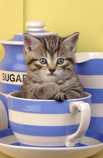 Kitten in Cup ck158