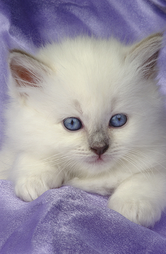 White Kitten on Purple ck177