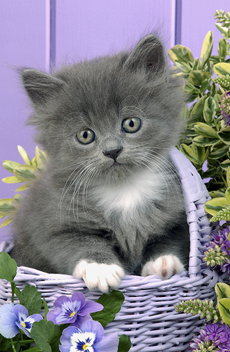 Grey Kitten in Purple Basket ck182