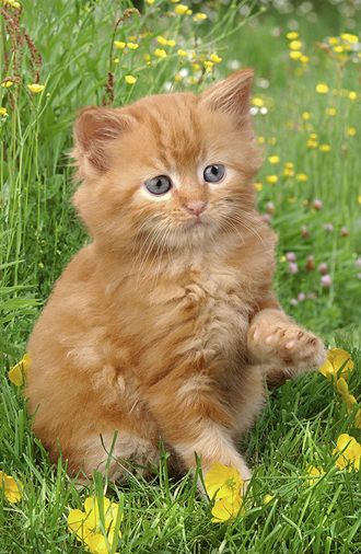 Ginger Kitten on Grass ck265