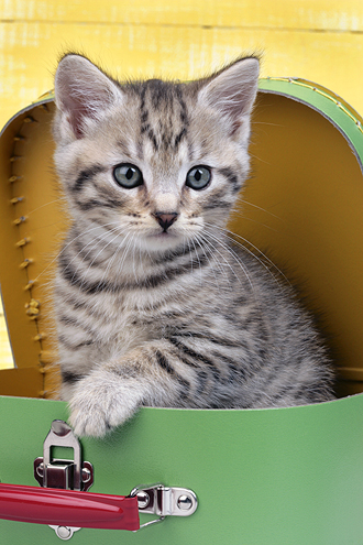 Kitten in Green Box ck272