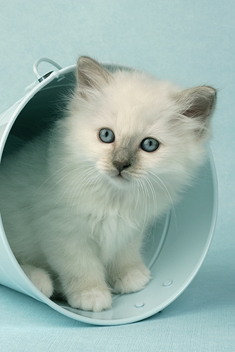 White Kitten in Bucket ck285