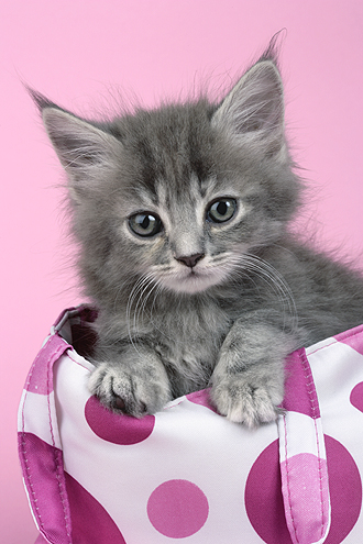 Grey Kitten in Bag ck312