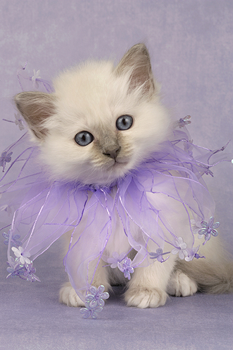 White Kitten with Purple scarf CK361