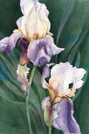 NPI-30001-Iris on Green