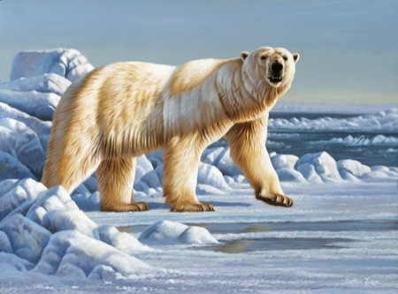 NPI-21490026-Ice Bear