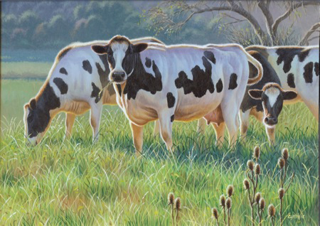 NPI-21490048-Cows