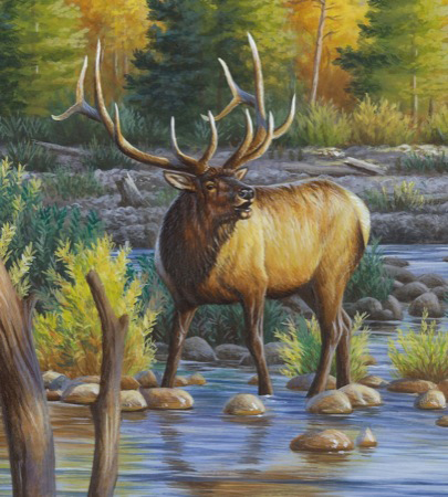 NPI-21490049-Elk in River