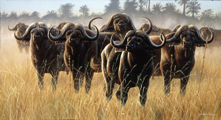 NPI-21490055-Buffalo Herd 2