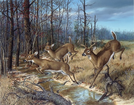 NPI-6278-Deer Crossing